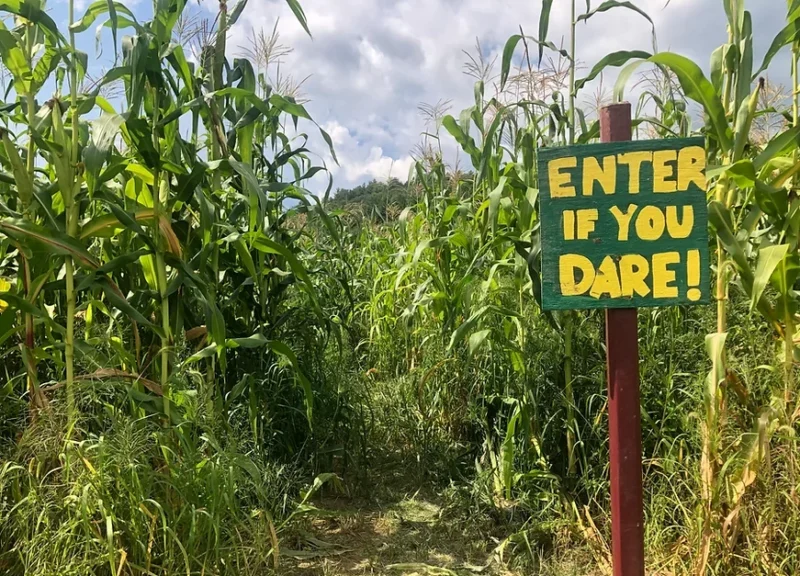 Corn Mazes in Massachusetts