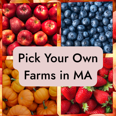 Pick Your Own Fruit Farms in Massachusetts